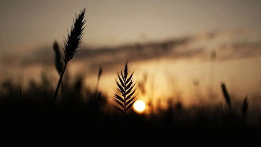 God Has Not Forgotten You